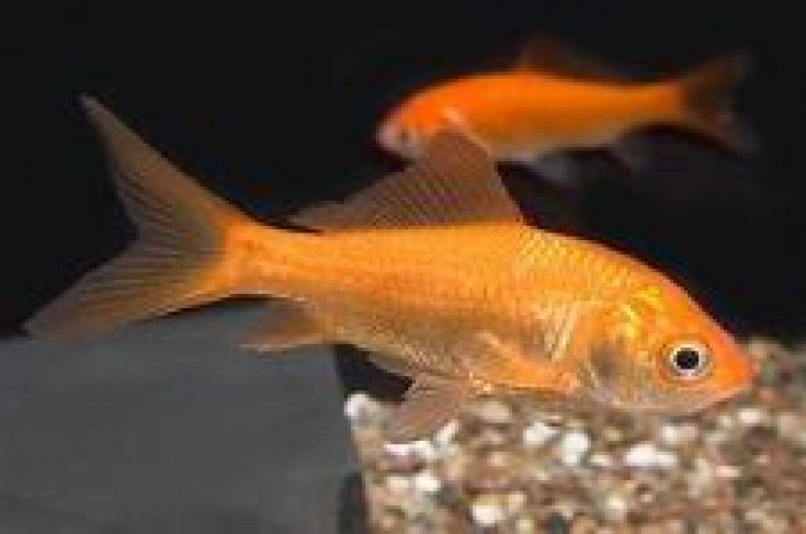 1656011389Goldfish.jpg